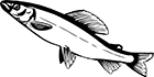 poisson-12