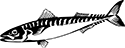 poisson-13