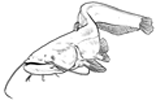 poisson-silure