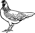poule-01