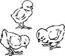poussin