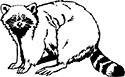 raton-laveur