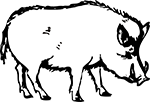 sanglier-01