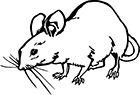 souris