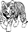tigre-02