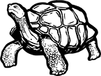 tortue-01