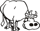 vache-02