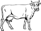vache-04