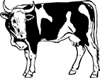 vache-05