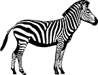 zebre
