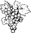 raisin-01