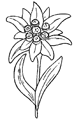 fleur-edelweiss